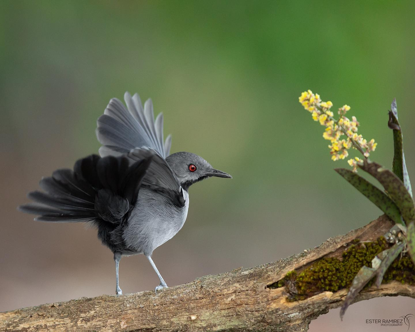 image Slender Antbird